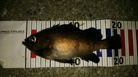 メバル混じりの遠投アジング